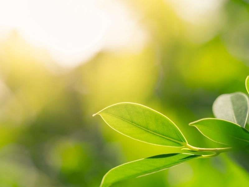 Top 10 Facts About Nature You Didn’t Know