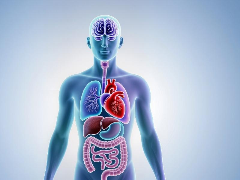 Top 10 Facts About the Human Body