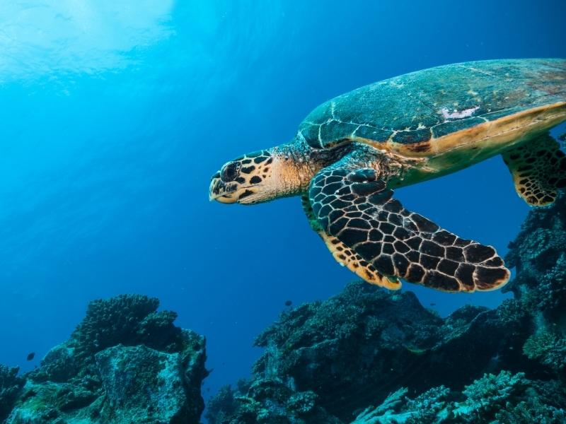 Top 10 Ocean Facts That Will Shock You